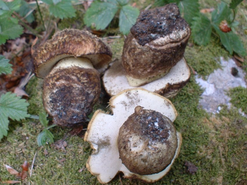 boletus albidus?